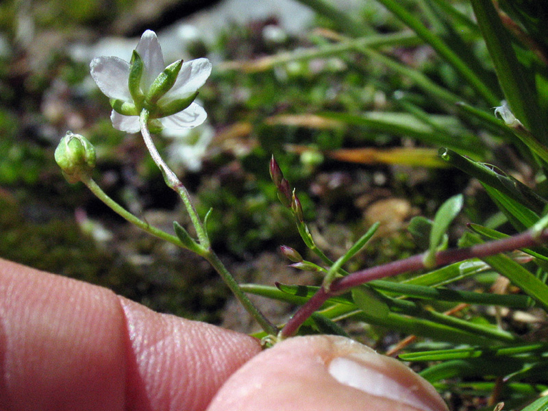 Arenaria biflora L. /Arenaria biflora.